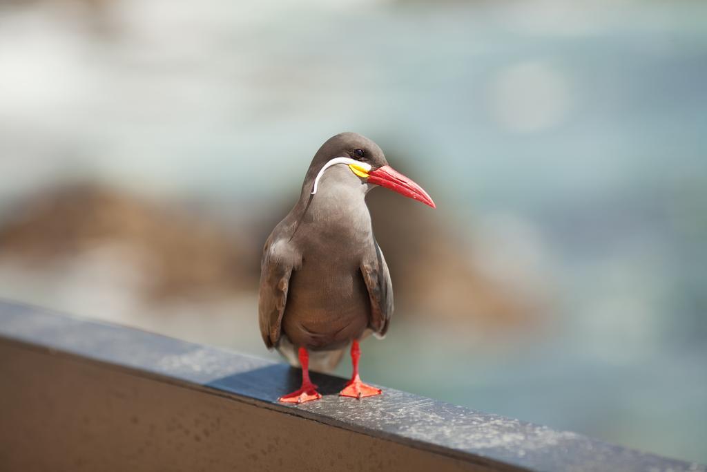 Hotel Oceanic Vina del Mar Exterior photo